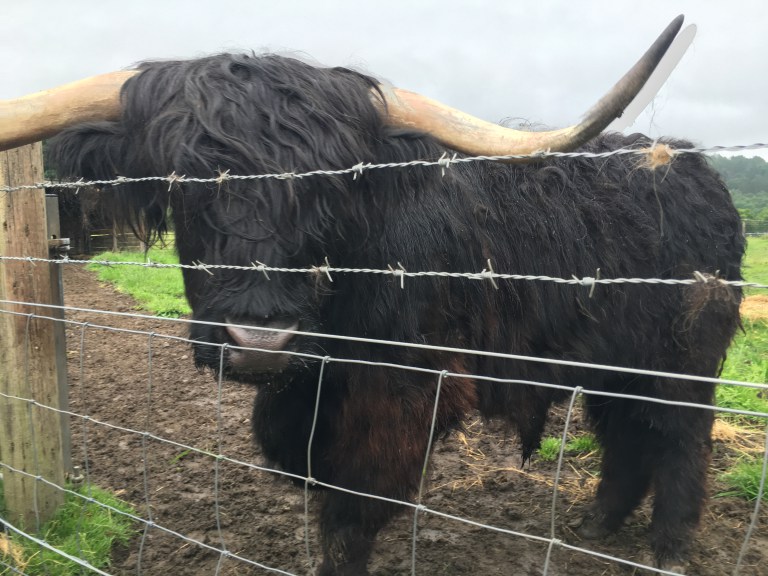 Hairy Coo – Backpack Full of Dreams Hairy Coo - Backpack Full of Dreams